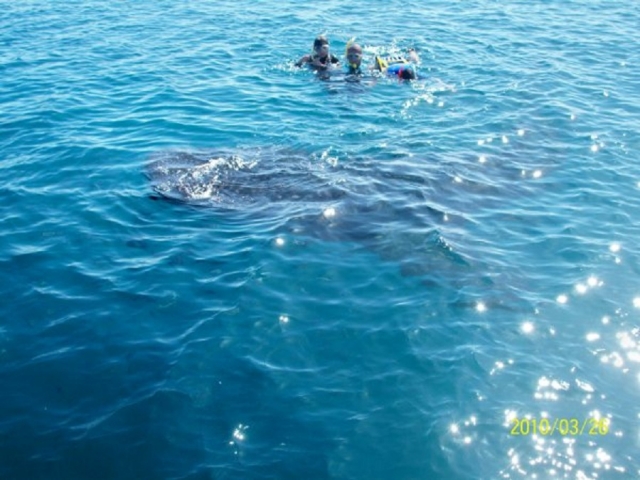Snorkel con tiburon ballena
